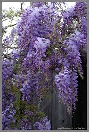 I Believe This Is What Is Blooming All Over Virginia Right Now The Purple Wisteria Peonies And Hydrangeas Lavender Flowers Blooming Plants