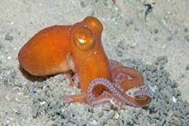 Southern Sand Octopus Octopus Species Octopus Species