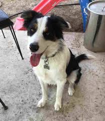 It's also free to list your available puppies and litters on our site. Austin Tx Border Collie Puppy For Adoption Meet Percy Puppy Adoption Border Collie Puppies Dog Adoption