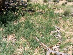 Image result for Schmidtia kalahariensis