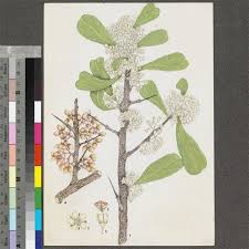 Image result for Gymnosporia senegalensis