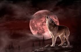 January's Wolf Moon: first full moon of 2025 – RANDOM Times •