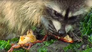 This includes things like fruits and nuts, eggs, insects, mammals, reptiles, fish. Raccoon Vs Rock Crab Blue Planet Bbc Earth Youtube