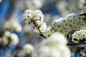 Always great deals & fast shipping! Why Do Bradford Pear Trees Smell Like That Al Com