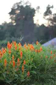 Celosia Sunday Orange In 2020 Flower Farm Flowers Summer Bouquet