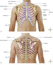 On the left side, this includes your heart, left lung, pancreas, spleen, stomach, and left kidney. Duodenum Location In Relation To Ribcage Duodenum Anatomy Function Location Pictures Significance