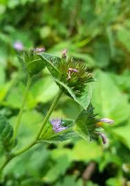 Image result for Elephantopus