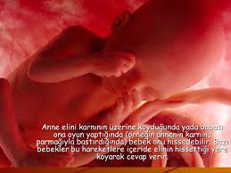 anne karninda bebek ne hisseder ppt indir