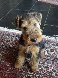 Bayleigh welsh terriers is an akc breeder of merit. Welsh Terrier Puppy Fox Terrier Puppy Airedale Dogs Dog Names