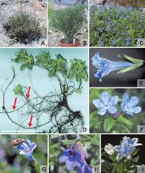 Image result for Cystostemon