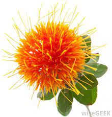 What Is Safflower Oil With Pictures Safflower Safflower Oil Skin Peach Flowers