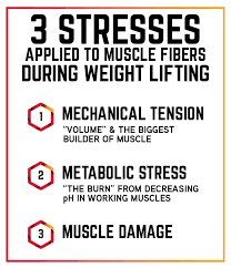 A dancer's life is hard to understand, and easy to misinterpret. The Science Behind Muscle Growth By Avatar Nutrition Medium
