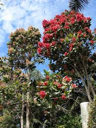 Image result for Triplaris americana