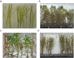 Image result for Cladium mariscus