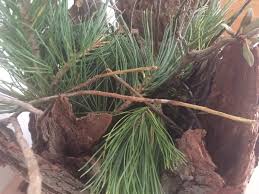 Maybe you would like to learn more about one of these? Cirmolo Tutte Le Proprieta E Gli Usi Per Valorizzare I Benefici Del Pino Cembro Greenme