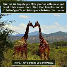 18 Weird Animal Facts You Can Probably Live Without Weird Animals Animal Facts Giraffe Facts