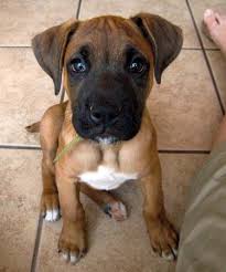 We did not find results for: Boxer Lab Mix A K A Boxador Breed Info Characteristics And Pictures Animalso