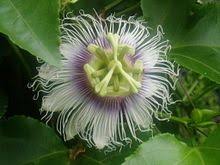 List Of Passiflora Species Wikipedia Passiflora Passion Flower Passion Vine
