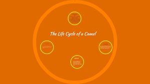 Spiders and ticks make up the vast majority of arachnids, although the class also contains the scorpions, vinegaroons, whipscorpions, harvestmen and camel the life span of arachnids varies greatly between species and type. The Life Cycle Of A Camel By Zunairah Ahmed