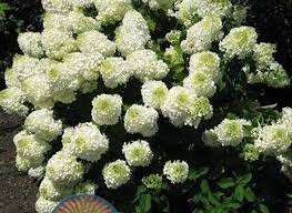 Hydrangea Bombshell Google Search Hydrangea Paniculata Planting Hydrangeas Hydrangea