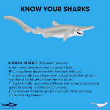 know your goblin shark goblin shark fun facts about animals goblin shark facts