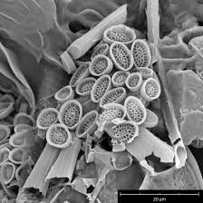 Image result for Nesaea polycephala