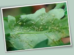 Pest resurgence is part of the problem of pesticide resistance and happens when a pest organism. Team Nanjing Human Practices 2019 Igem Org