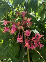 It has charming sturdy stubiness about it in its twigs and. 3 Chinese Chestnut Tree At Menards