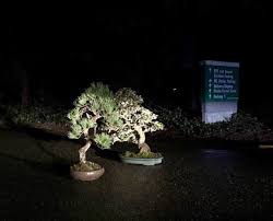 We are excited to offer monthly bonsai classes. Stolen Bonsai Trees Returned To Pacific Bonsai Museum