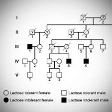 / pedigree lab (freezing blue answers).some of the worksheets for this concept are pedigrees practice, pedigree charts work, pedigree analysis activity answer key, chapter 7 pedigree analysis biology, name. Pedigrees And The Inheritance Of Lactose Intolerance
