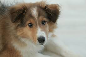 Check spelling or type a new query. Pointy Ears Dark Round Eyes And Black Nose Dog Names Dogs Doggie Style