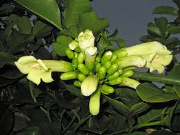 Star jasmine is the best choice for shady fences ( trachelospermum jasminoides ). Tecomanthe Speciosa Wikipedia