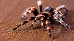 Check spelling or type a new query. Spider Hd Wallpapers Top Free Spider Hd Backgrounds Wallpaperaccess