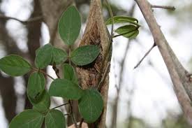 Image result for Teramnus labialis