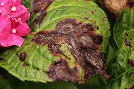Hi folks, i planted some hydrangeas august 8th of this year and i am a little concerned about them. How To Identify And Treat Anthracnose On Hydrangeas Gardener S Path