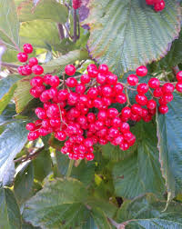 Image result for Viscum hildebrandtii