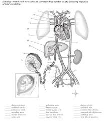 Describe the structure of an artery and a vein. Blood Vessels Fetal Circulation Ch 29 Diagram Quizlet