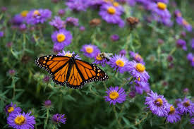 Maybe you would like to learn more about one of these? 10 Tips For Attracting Butterflies To Your Backyard