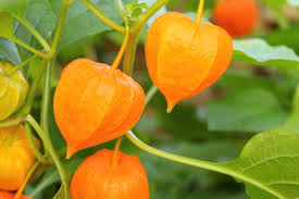 Please choose a different date. Vermont Garden Journal Understanding The Ground Cherry Vermont Public Radio