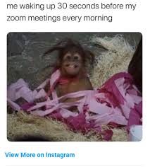 It will be published if it complies with the content rules and our moderators approve it. Zoom Meeting Meme