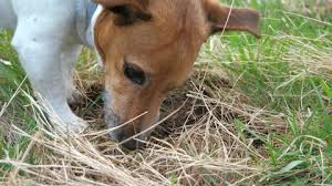 Free delivery and returns on ebay plus items for plus members. Jack Russell Terrier Stock Video Footage 4k And Hd Video Clips Shutterstock