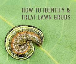 They also boost shine, moisturize, and detangle. How To Identify And Treat Lawn Grubs Wild Horse Turf