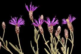 Image result for Vernonia agrianthoides