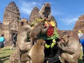 3,500 monkeys take over Thai city, putting Chinese investments on ...