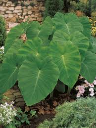 Image result for Colocasia
