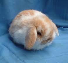 Unlike a rex rabbit, the mini plush lop is smaller and has floppy lopped ears just like a holland lop. What Is The Gestation Period Of A Mini Lop Rabbit Christening Outfits Baby Boy