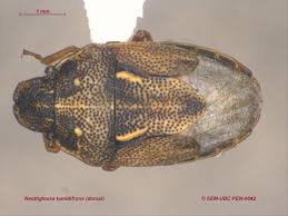 Image result for Isoglossa punctata