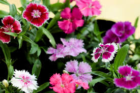 Maybe you would like to learn more about one of these? 17 Beautiful Flowers For Small Balcony Gardens Gardening