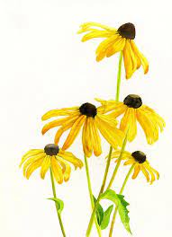 Yellow Black Eyed Susans Painting Yellow Black Eyed Susans Fine Art Print Yellow Flowers Painting Watercolor Flowers Paintings Yellow Painting