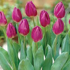 Tulip Purple Flag 12 Pack Walmart Com Tulips Spring Bulbs Purple Flowers